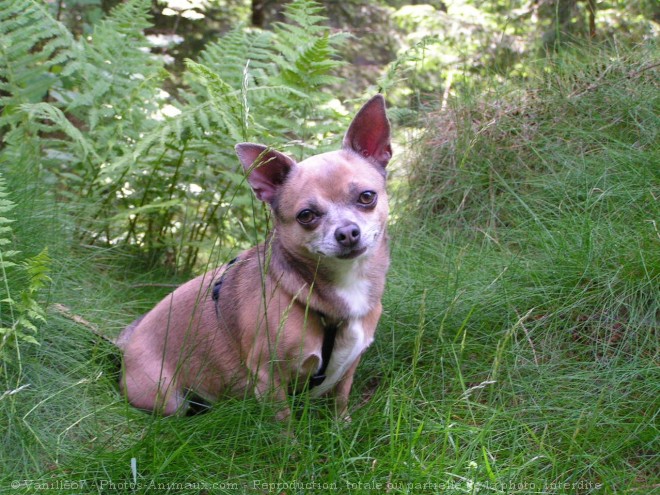 Photo de Chihuahua  poil court