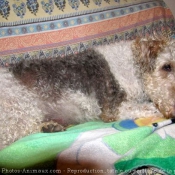 Photo de Fox terrier  poil dur