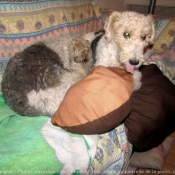 Photo de Fox terrier  poil dur