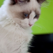 Photo de Ragdoll