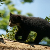 Photo d'Ours