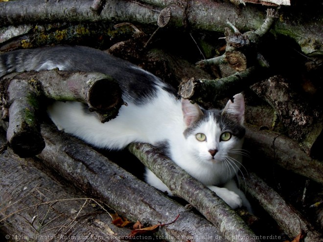 Photo de Chat domestique