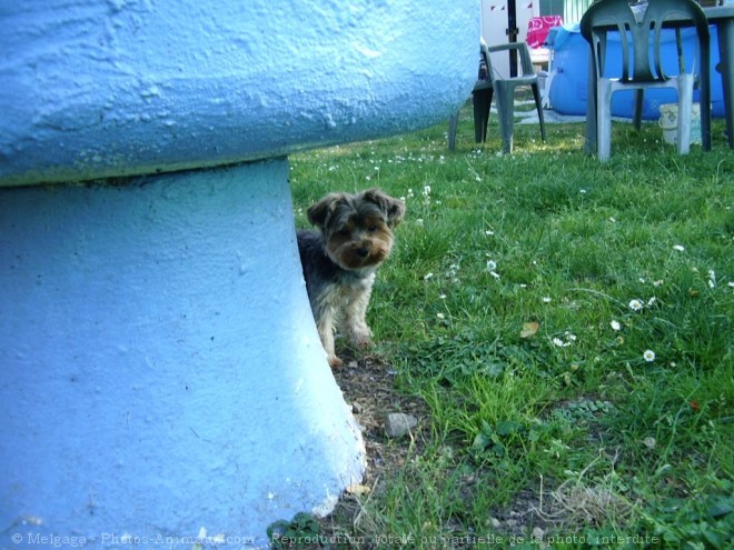 Photo de Yorkshire terrier