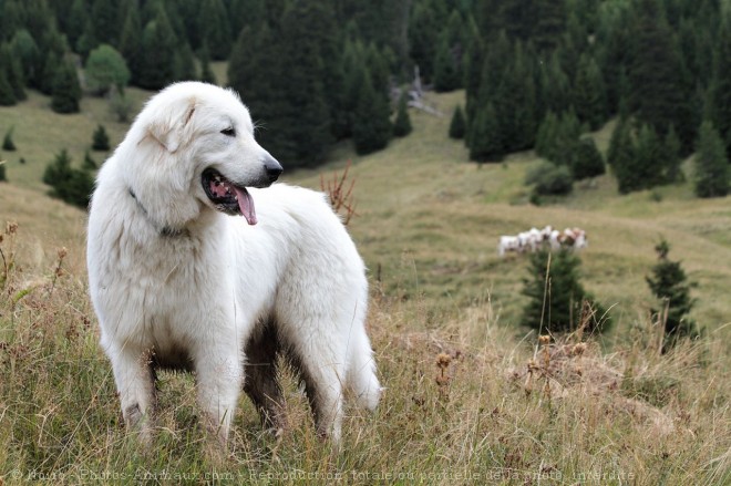 Photo de Chien de montagne des pyrnes