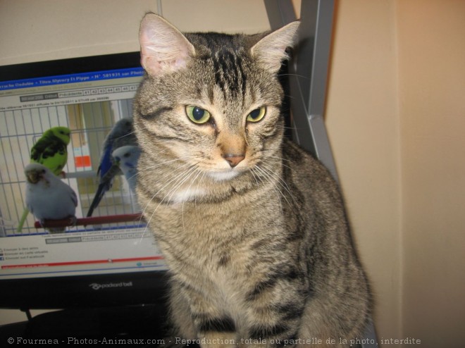 Photo de Chat domestique