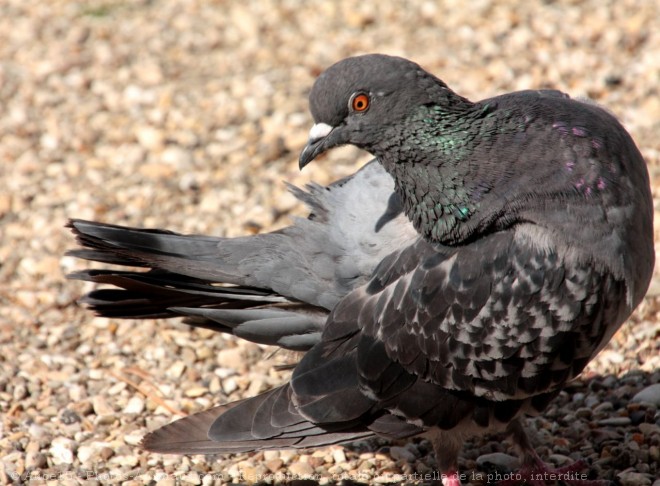 Photo de Pigeon