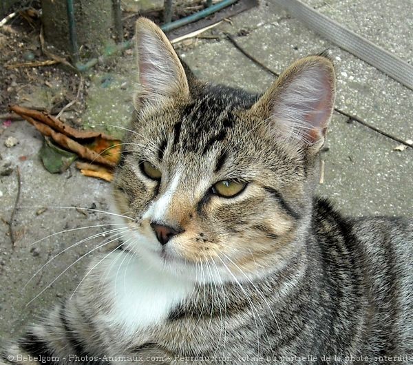 Photo de Chat domestique