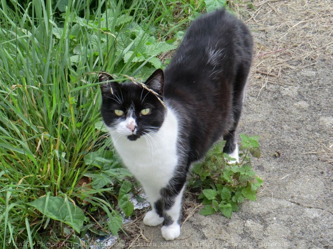 Photo de Chat domestique