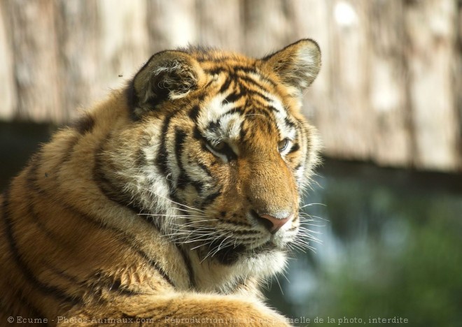 Photo de Tigre