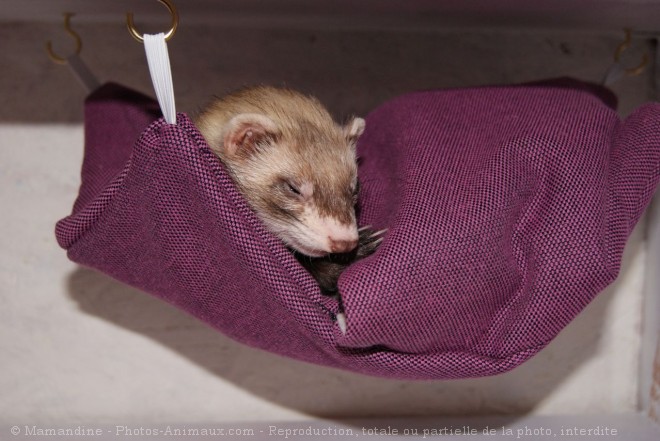 Photo de Furet