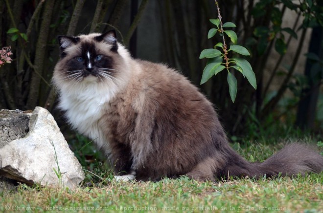 Photo de Ragdoll