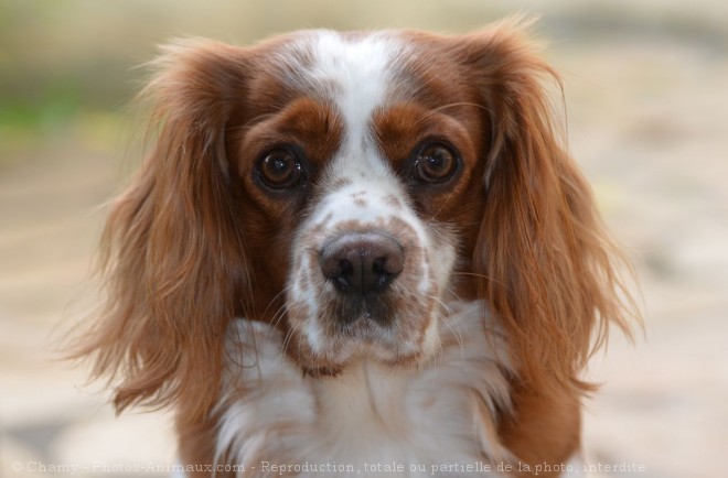 Photo de Cavalier king charles spaniel