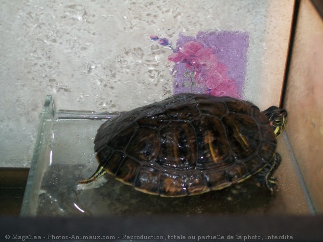 Photo de Tortue