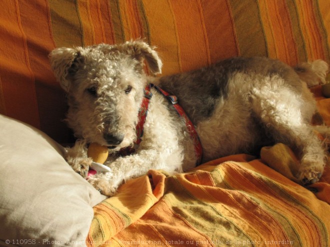 Photo de Fox terrier  poil dur