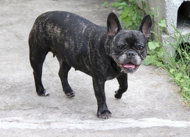 Photo de Bouledogue franais