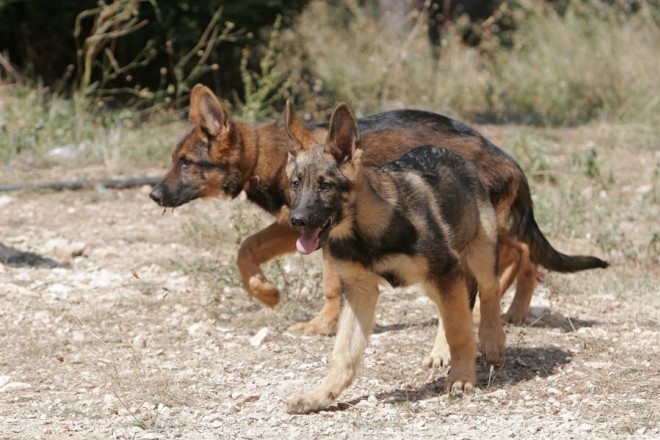 Photo de Berger allemand  poil court