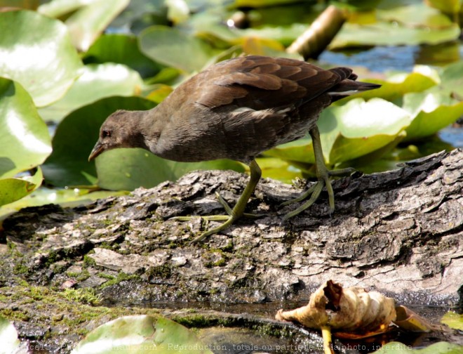 Photo de Poule d'eau