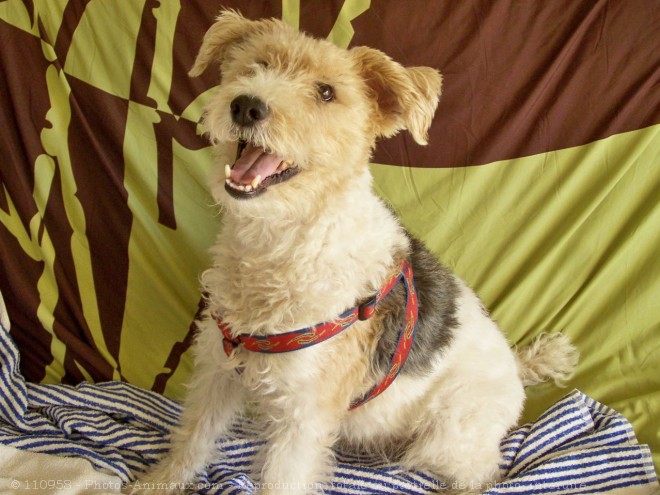 Photo de Fox terrier  poil dur