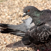 Photo de Pigeon