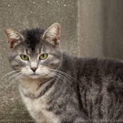 Photo de Chat domestique