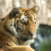 Photo de Tigre