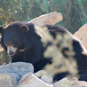 Photo d'Ours