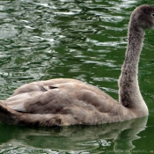 Photo de Cygne