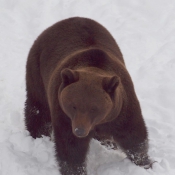 Photo d'Ours