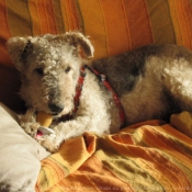 Photo de Fox terrier  poil dur