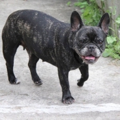 Photo de Bouledogue franais