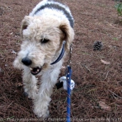 Photo de Fox terrier  poil dur