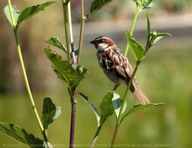 Photo de Moineau