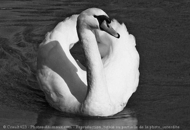 Photo de Cygne