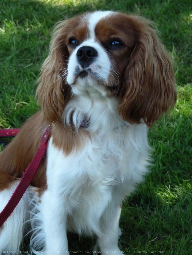 Photo de Cavalier king charles spaniel