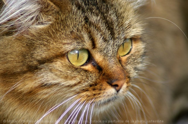 Photo de Chat domestique