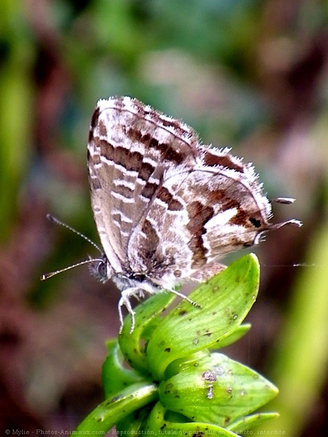 Photo de Papillon