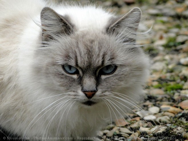 Photo de Chat domestique