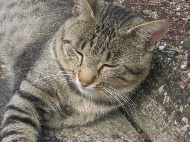 Photo de Chat domestique