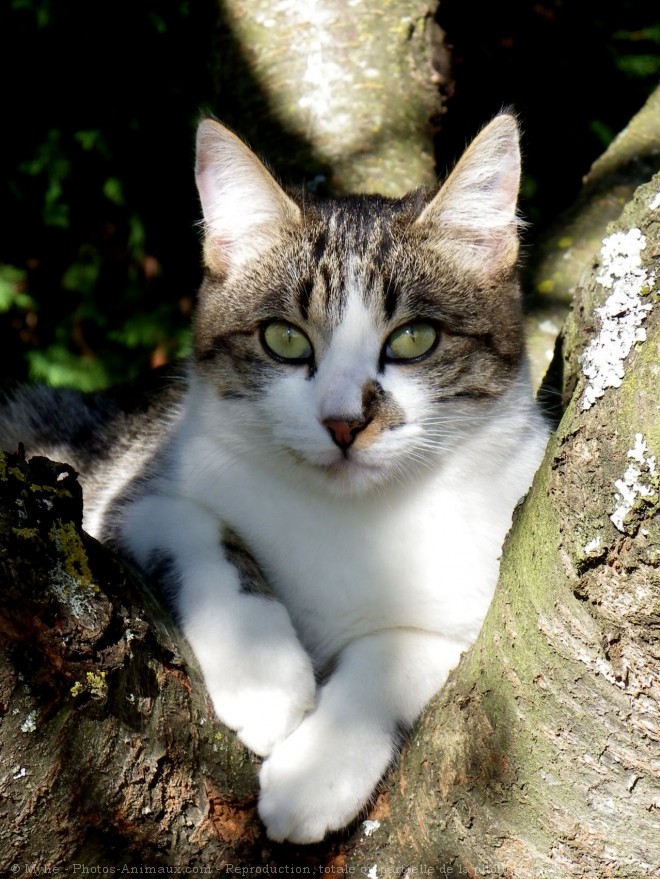 Photo de Chat domestique