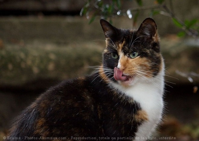 Photo de Chat domestique