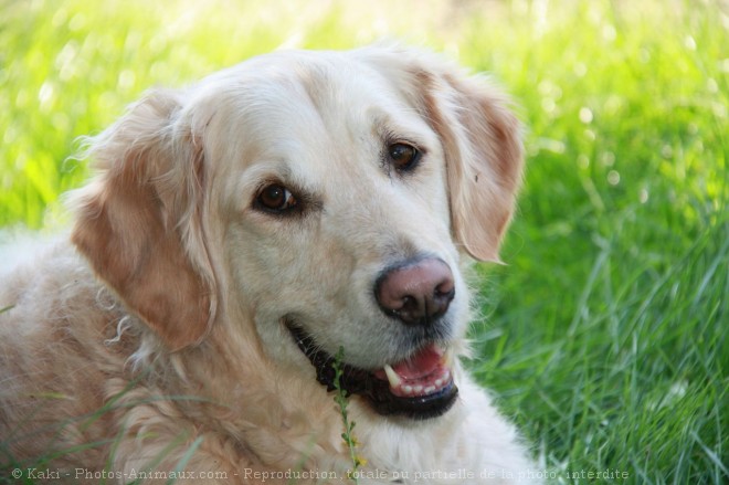 Photo de Golden retriever