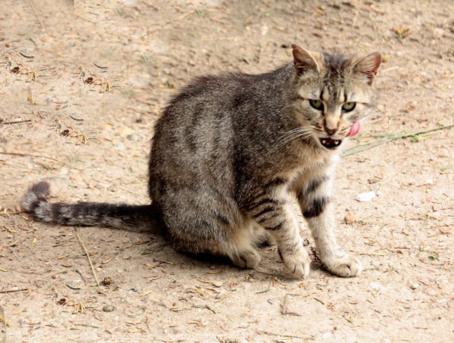 Photo de Chat domestique