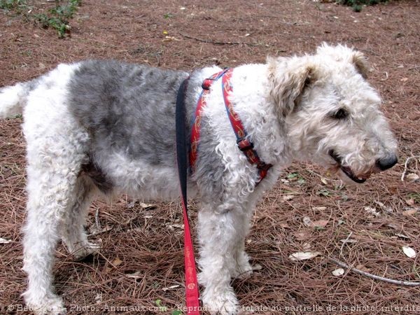 Photo de Fox terrier  poil dur