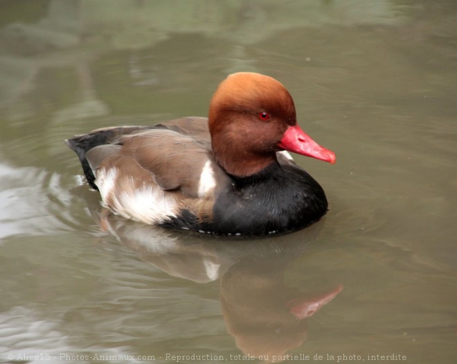 Photo de Canard nette rousse