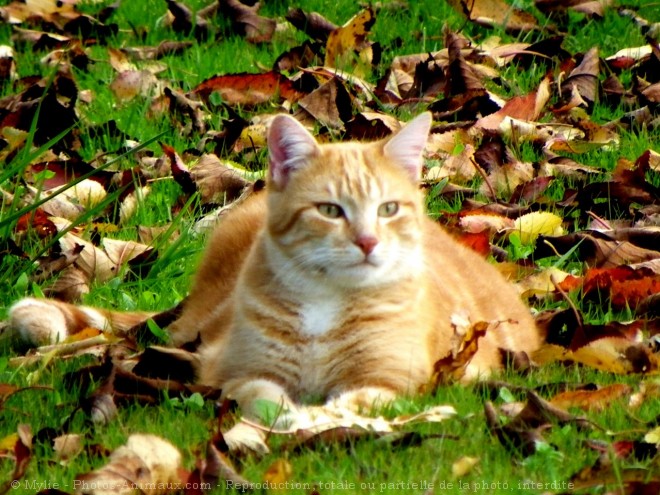 Photo de Chat domestique