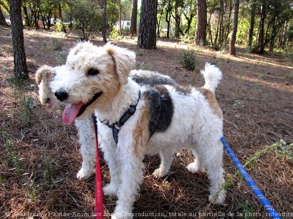 Photo de Fox terrier  poil dur