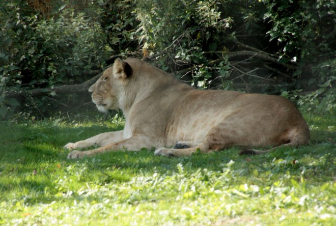 Photo de Lion