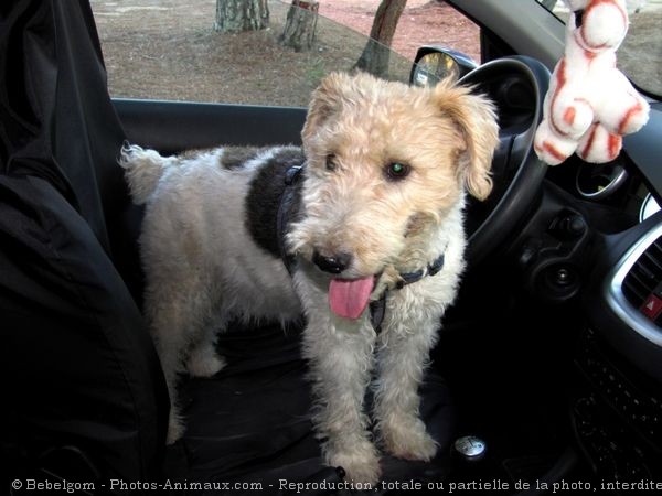 Photo de Fox terrier  poil dur