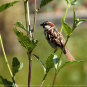 Photo de Moineau