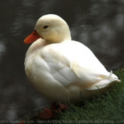 Photo de Canard